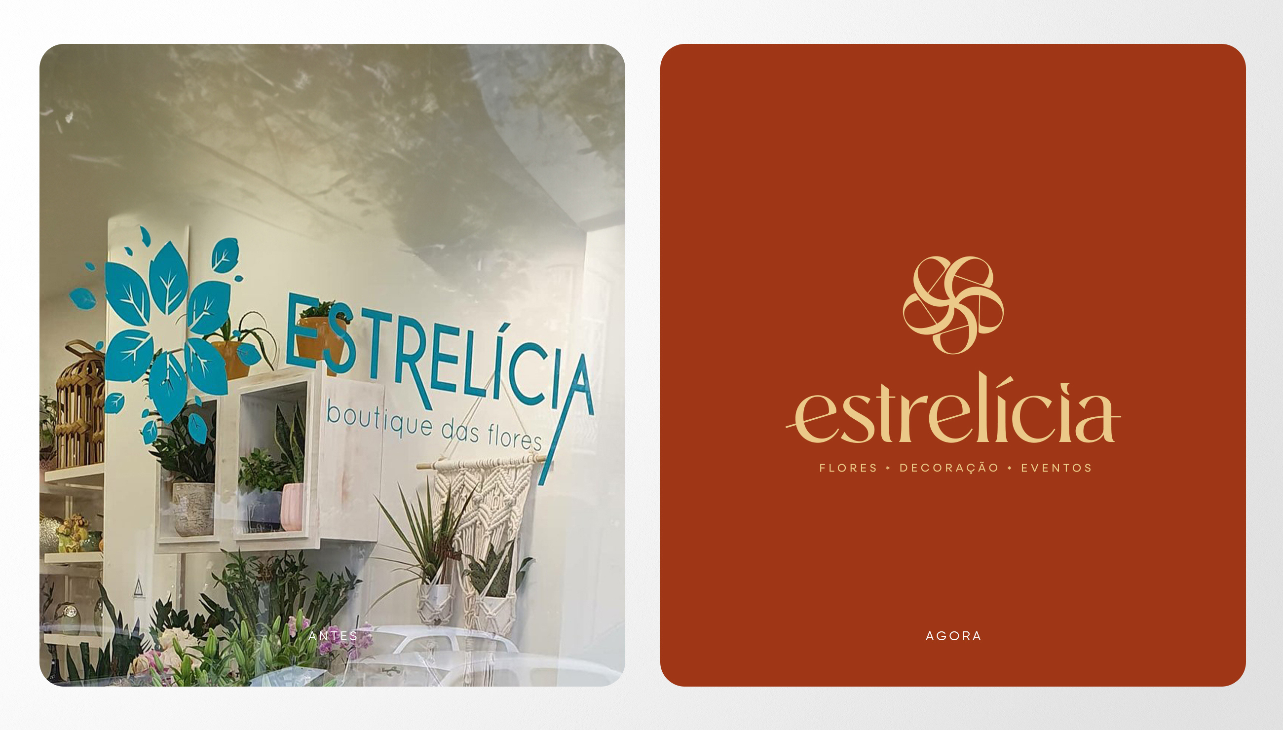 Estrelícia - imagem 5